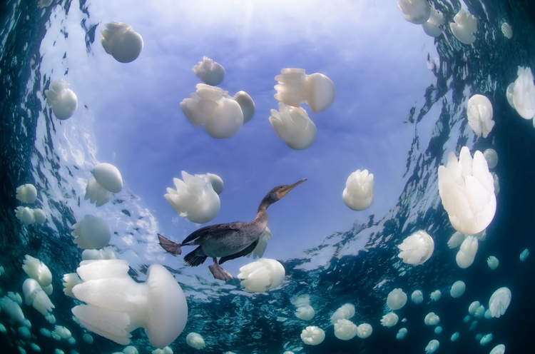 Underwater Photographer of the Year 2015.

II miejsce kategorii International Wide Angle.

"Socotra Cormorant", fot. Hani Bader